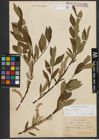 Foto von Salix phylicifolia L.